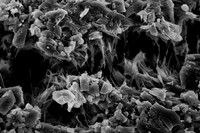 Chewing Gum at 500x magnification.
